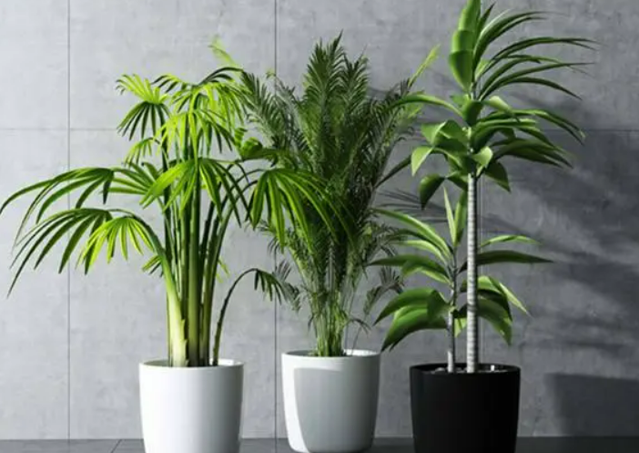 宜兴哪些植物是宜兴绿植租赁公司里受欢迎的呢